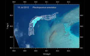 This GPS density plot shows not only the areas where the fish are, but also the areas that were surveyed and they were not present. The geographic extent of an aggregation is quickly apparent from a single species plot such as this for Plectropomus areolatus at Ebiil channel in Palau.