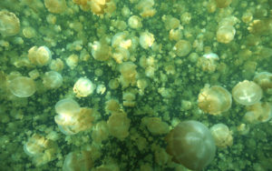 Research focus: Jellyfish Lake