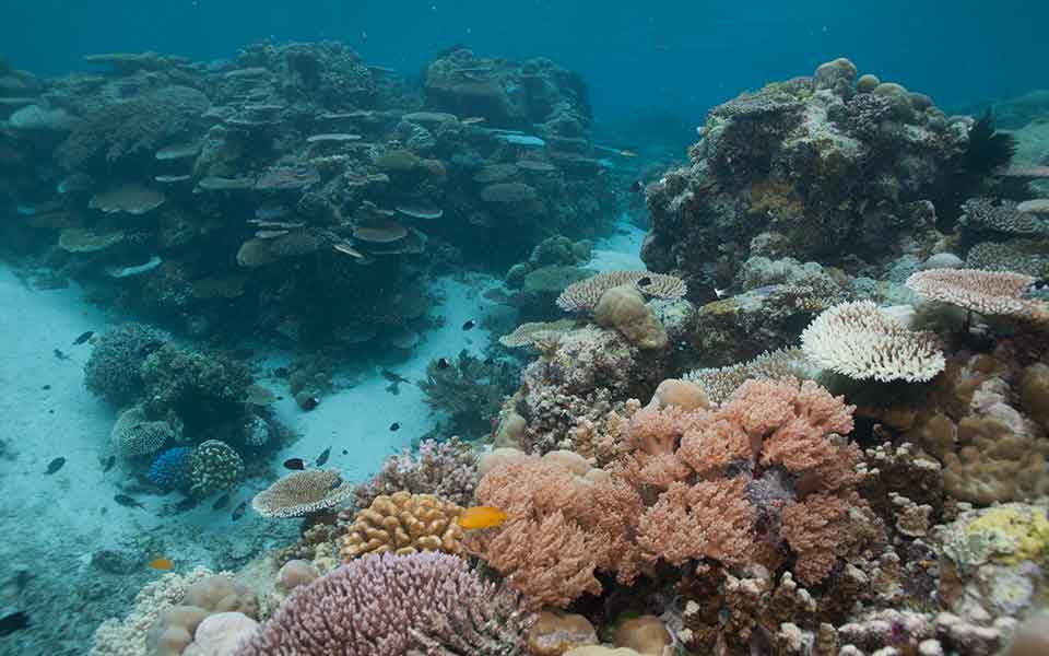 Coral Reefs - Coral Reef Research Foundation