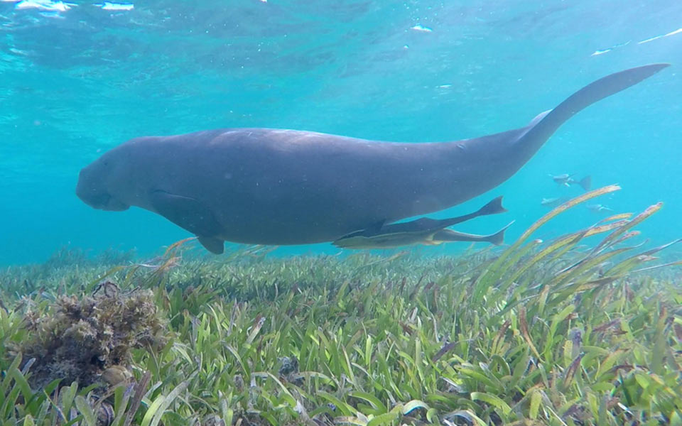 Dugongs - Coral Reef Research Foundation