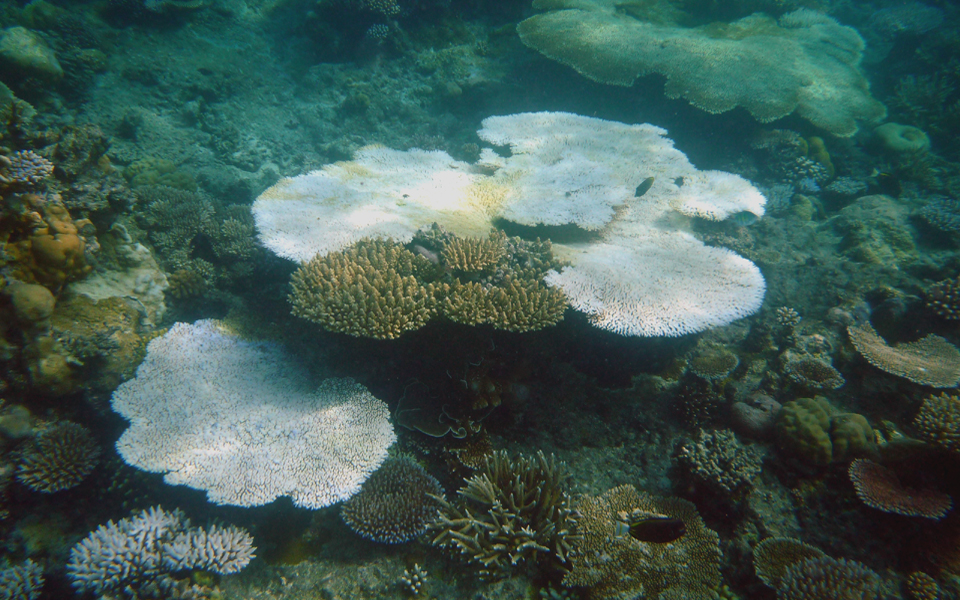 Climate Change in Palau - Coral Reef Research Foundation