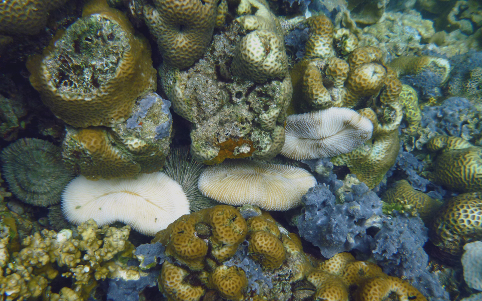Climate Change in Palau - Coral Reef Research Foundation